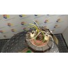 POMPA CARBURANTE 102 PEUGEOT 106 (03/96-04/04) CDZ 1525TZ