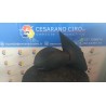RETROVISORE EST. REGOLAZ. ELETTR. DX. 039 CITROEN C2 (09/03-01/10) HFX 8149SW