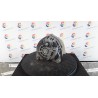 ALTERNATORE 004 NISSAN QASHQAI (J10E/JJ10E) (02/07-12 HR16 23100BC00A