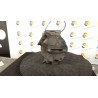 COMPRESSORE A/C 091 OPEL CORSA (S07) (07/06-02/11) Z13DTJ 93190815
