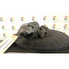 MOTORINO AVVIAMENTO ROTAZ. 019 MERCEDES-BENZ CLASSE A (W168) (10/97-02/01) 668940 A005151160180