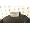 BLOCCO COMANDI ALZACRISTALLI 071 RENAULT MEGANE 2A SERIE (09/02-02/06) F9QB8 NB3721019036026