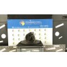ALTERNATORE 043 FORD S-MAX (CA1) (05/06-03/10) QXWA 1387927