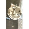 POMPA CARBURANTE C/TRASDUTTORE (GALLEGGIANTE) GPL 050 DACIA SANDERO 2A SERIE (12/12-) D4FF7 172022377R