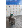 DIFFERENZIALE POST. 034 RENAULT SCENIC RX 4 (02/00-06/03) F4RC7 NB3429019035010