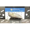 PROIETTORE DX. 096 MITSUBISHI COLT 7A SERIE (06/04-12/09) 135930 MN186256