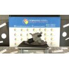 MOTORINO TERGIPARABREZZA DIVERGENTE DX. 031 CITROEN C4 PICASSO (09/06-08/13) RHJ 6405PH