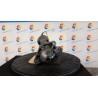 MOTORINO AVVIAMENTO 051 RENAULT CLIO 4A SERIE (07/12-12/16) K9KC6 233001073R