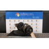 AMMORTIZZATORE ANT. DX. 026 RENAULT CLIO 2A SERIE (04/98-04/01) K7M F7 8200662261