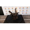 MONTANTE SOSP. ANT. SX. 080 LANCIA YPSILON (TE) (09/06-12/08) 199A2000 50702486