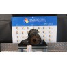 AMMORTIZZATORE ANT. DX. 065 FORD S-MAX (CA1) (05/06-03/10) AZWA 1717817