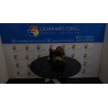 MOTORINO AVVIAMENTO 091 RENAULT SCENIC 2A SERIE (06/03-08/09) F9QE8 8200628426