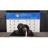 AMMORTIZZATORE ANT. SX. 036 PEUGEOT 106 (03/96-04/04) HFX 5202FL