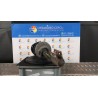 AMMORTIZZATORE ANT. SX. 056 CITROEN C4 PICASSO (09/06-08/13) 9HR 5202ZS