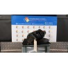 AMMORTIZZATORE ANT. SX. 090 TOYOTA YARIS (03/99-11/05)     (JPP) 1SZFE 4851059149