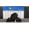 AMMORTIZZATORE ANT. C/MOLLA CLASSE DA A A I DX. 121 FORD FOCUS (CB8) (02/11-11/15-) T1DB 1709762