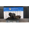 AMMORTIZZATORE ANT. SX. 144 RENAULT KANGOO FURGONE (04/13-) K9KF6 543022707R