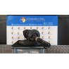 AMMORTIZZATORE ANT. PUNZONATURA = 8200663655 SX. 083 RENAULT MEGANE C+C 2A SERIE (02/06-02/ F4RZ7 8200663655