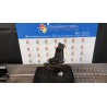MONTANTE SOSP. ANT. DX. 088 FORD FOCUS (CB8) (02/11-11/15) PNDA 1702854