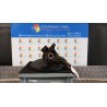 MONTANTE SOSP. ANT. DX. 008 DACIA DOKKER FURGONE (11/12-) K9KC6 400143629R