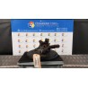 MONTANTE SOSP. ANT. SX. 032 RENAULT KANGOO (01/08-05/13) K9KD8 8200755585