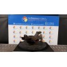MONTANTE SOSP. ANT. DX. 038 PEUGEOT BIPPER VAN (A9) (10/07-) 8HS 1616780980
