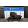 AMMORTIZZATORE ANT. DX. 030 NISSAN QASHQAI (J10E/JJ10E) (02/07-12 M9R E4302JD75A
