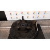 MONTANTE SOSP. ANT. SX. 048 FIAT PALIO (PY) (09/97-09/03) 178E2000 46546241