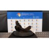 MONTANTE SOSP. ANT. DX. 064 RENAULT MEGANE 2A SERIE (02/06-08/09) K9K77 8200297033