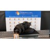 AMMORTIZZATORE ANT. DX. 078 DACIA DUSTER (03/10-12/13) K9KE8 8200813791