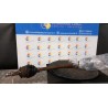 SEMIALBERO ANT. COMPL. DX. 012 FORD KA (CCU) (10/08-03/17) 169A4000 1838401