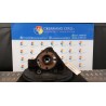 MONTANTE SOSP. ANT. DX. 064 FIAT IDEA (2S) (10/03-12/10) 843A1000 50702043