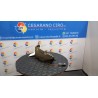 SERRATURA PORTA ANT. DX. 118 SMART FORTWO (A/C450) (01/04-10/07) 15 Q0002856V009000000