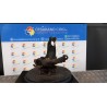 MONTANTE SOSP. ANT. DX. 018 FORD FOCUS (CB4) (01/08-12/11) G8DB 1420861