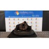 MONTANTE SOSP. ANT. SX. 080 FIAT PUNTO VAN (51) (01/12-02/14) 199A9000 51776380