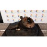 MONTANTE SOSP. ANT. SX. 019 NISSAN KUBISTAR (X76) (11/03-10/09) D4FF7 4001500QAG