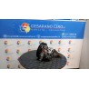 POMPA SERVOSTERZO 077 JEEP PATRIOT (MK) (09/07-) B K05105048AC