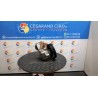 POMPA SERVOSTERZO 011 FORD FIESTA (CBK) (12/05-12/08) F6JB 1416165