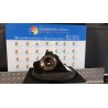 MONTANTE SOSP. ANT. DX. 074 ALFA ROMEO 146 (03/99-12/01) AR33503 46519868
