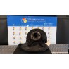 MONTANTE SOSP. ANT. C/PORTAFRENO/SERVOSTERZO DX. 010 SKODA FABIA (6Y) (01/00-11/07) BBY 6Q0407256AC