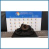 MONTANTE SOSP. ANT. DX. FIAT DOBLO' CARGO (3V) (12/09>)