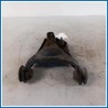 Braccio oscillante ant. sx. RENAULT KANGOO (08/97>04/03