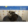 COMPRESSORE A/C 035 SSANGYONG KYRON/NEW KYRON (11/05-) 664950 6641300115